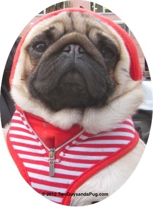 Enzo hoodie