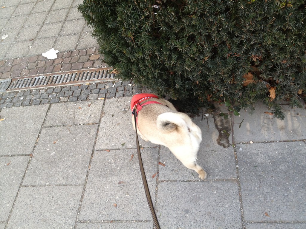 Demonstrating the “Catch A Scent And Follow It” ploy