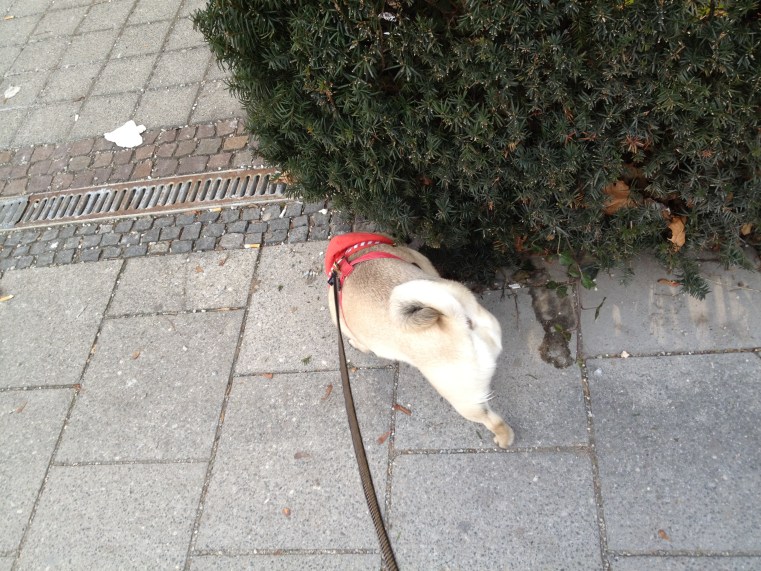 Demonstrating the “Catch A Scent And Follow It” ploy