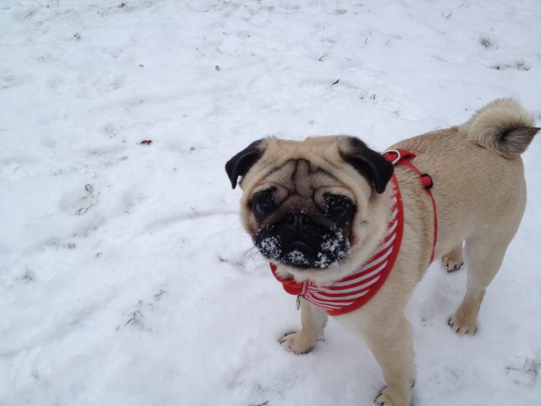 "Stop complaining about the cold and throw the stick"