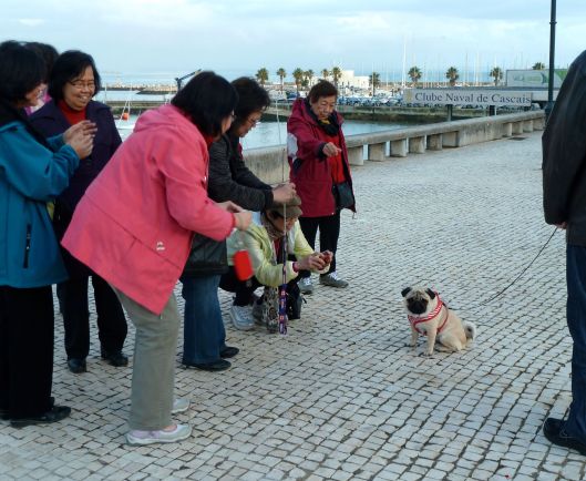 Enzo in Cascais On the shores at Cascais